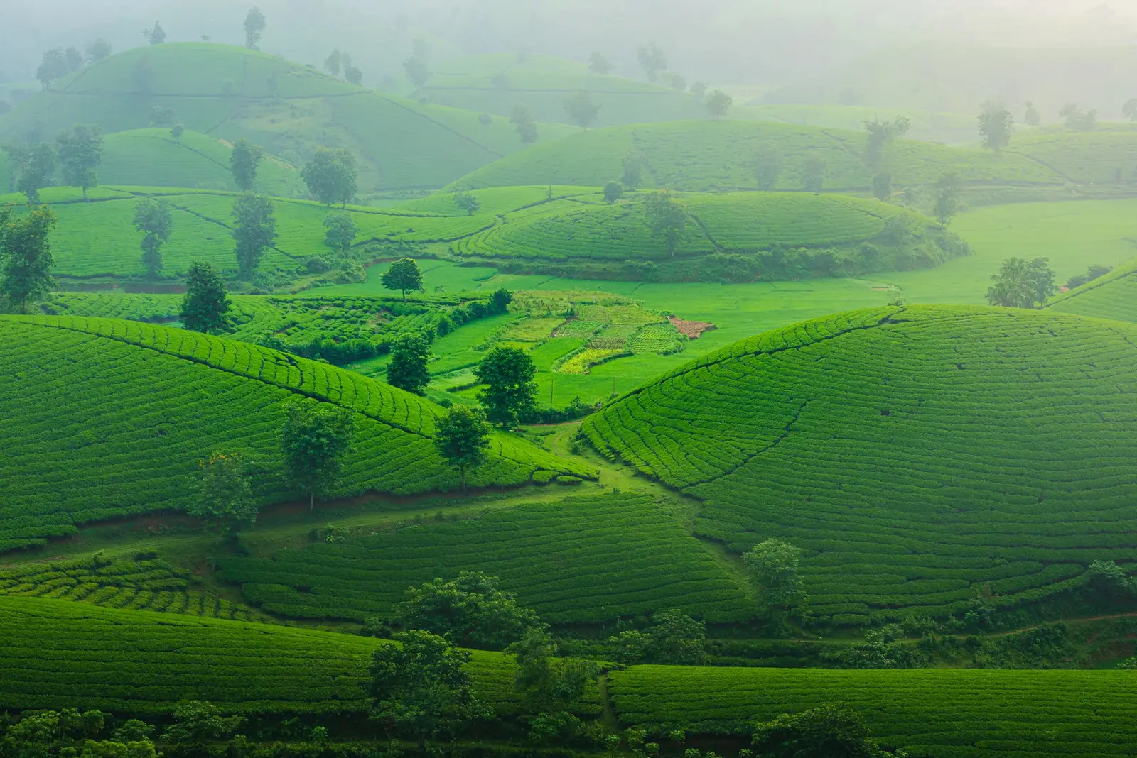 Misty green tea hills at dawn
